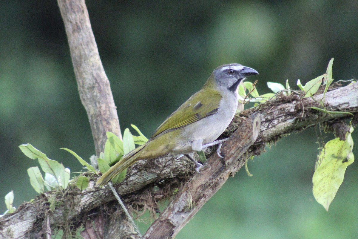 Buff-throated Saltator - ML639127224