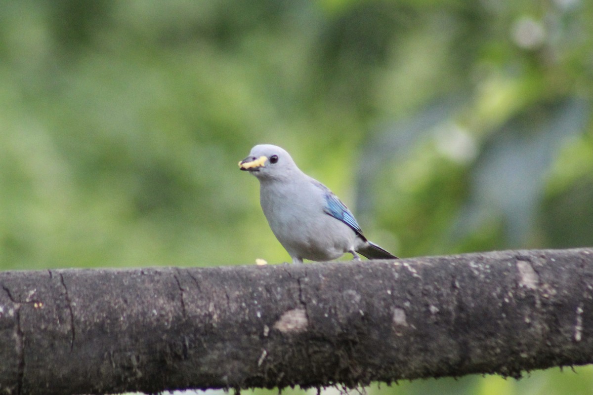 Blue-gray Tanager - ML639127236