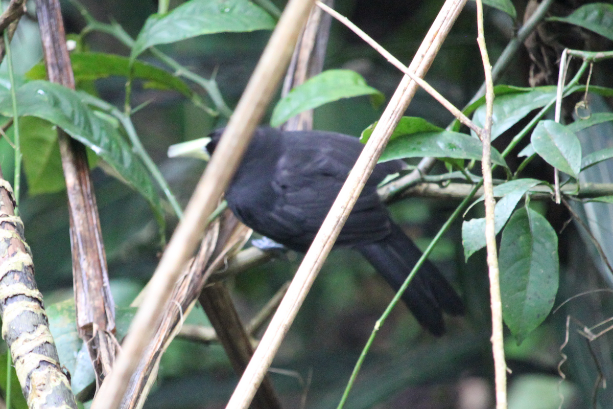 Yellow-billed Cacique - ML639127252