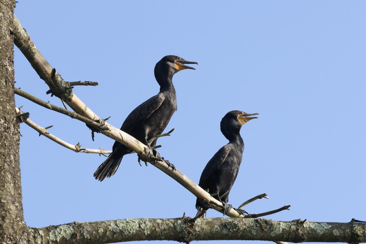Double-crested Cormorant - ML639127299