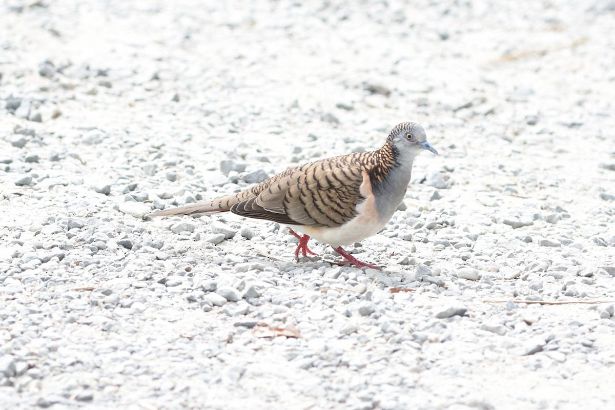 Bar-shouldered Dove - ML639127340