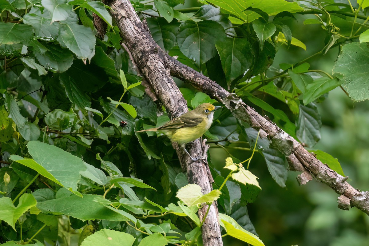 Ak Gözlü Vireo - ML639127366