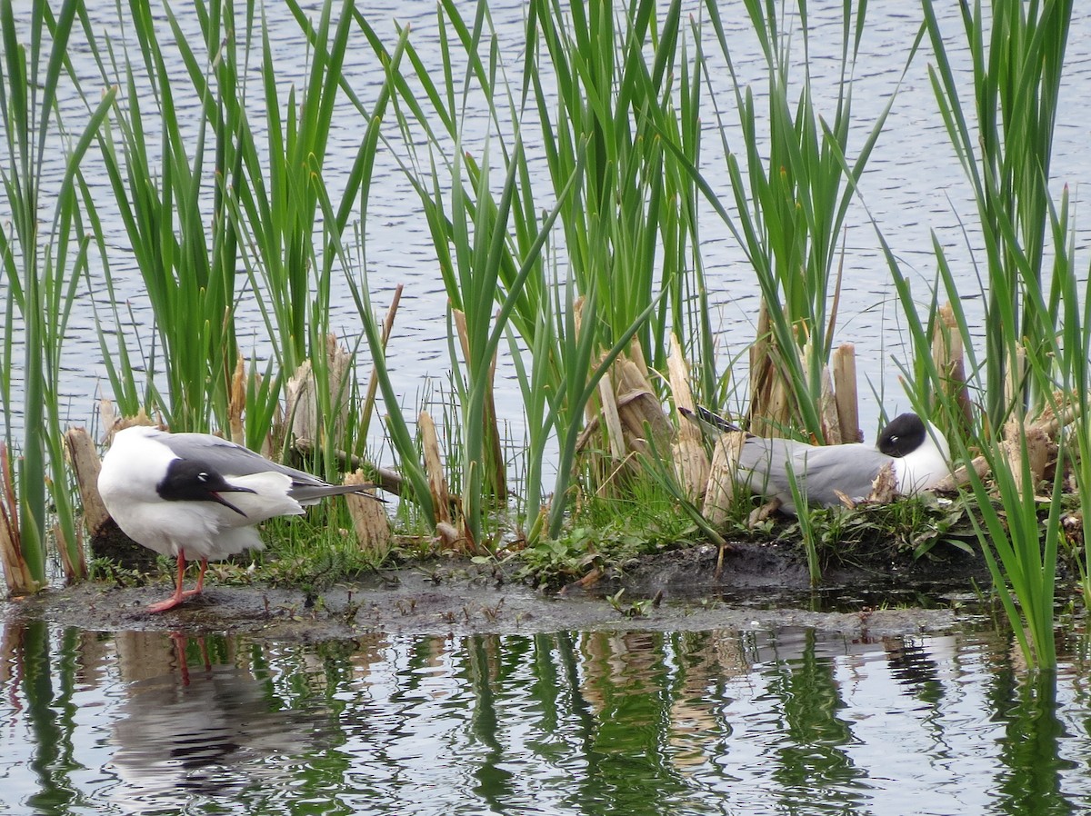 Mouette de Bonaparte - ML63912741