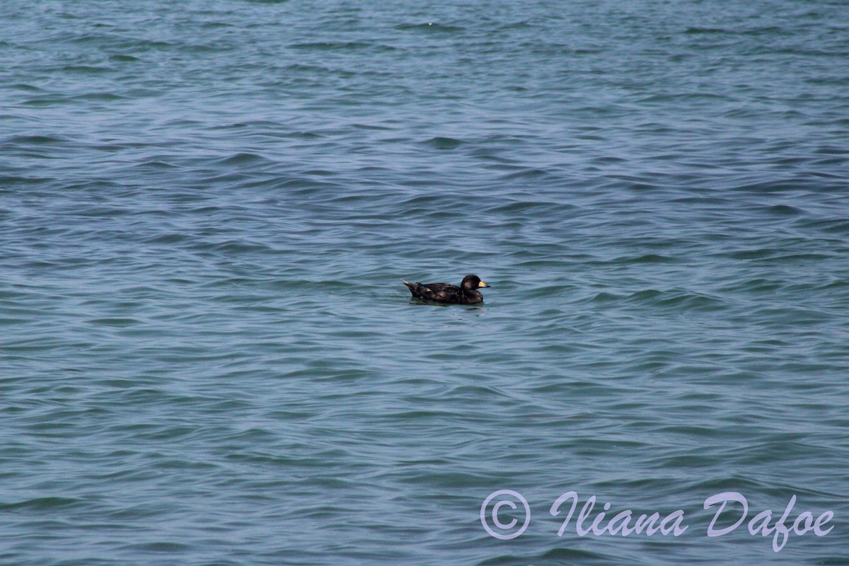 Black Scoter - ML639127454