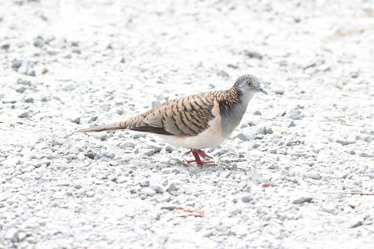 Bar-shouldered Dove - ML639127507