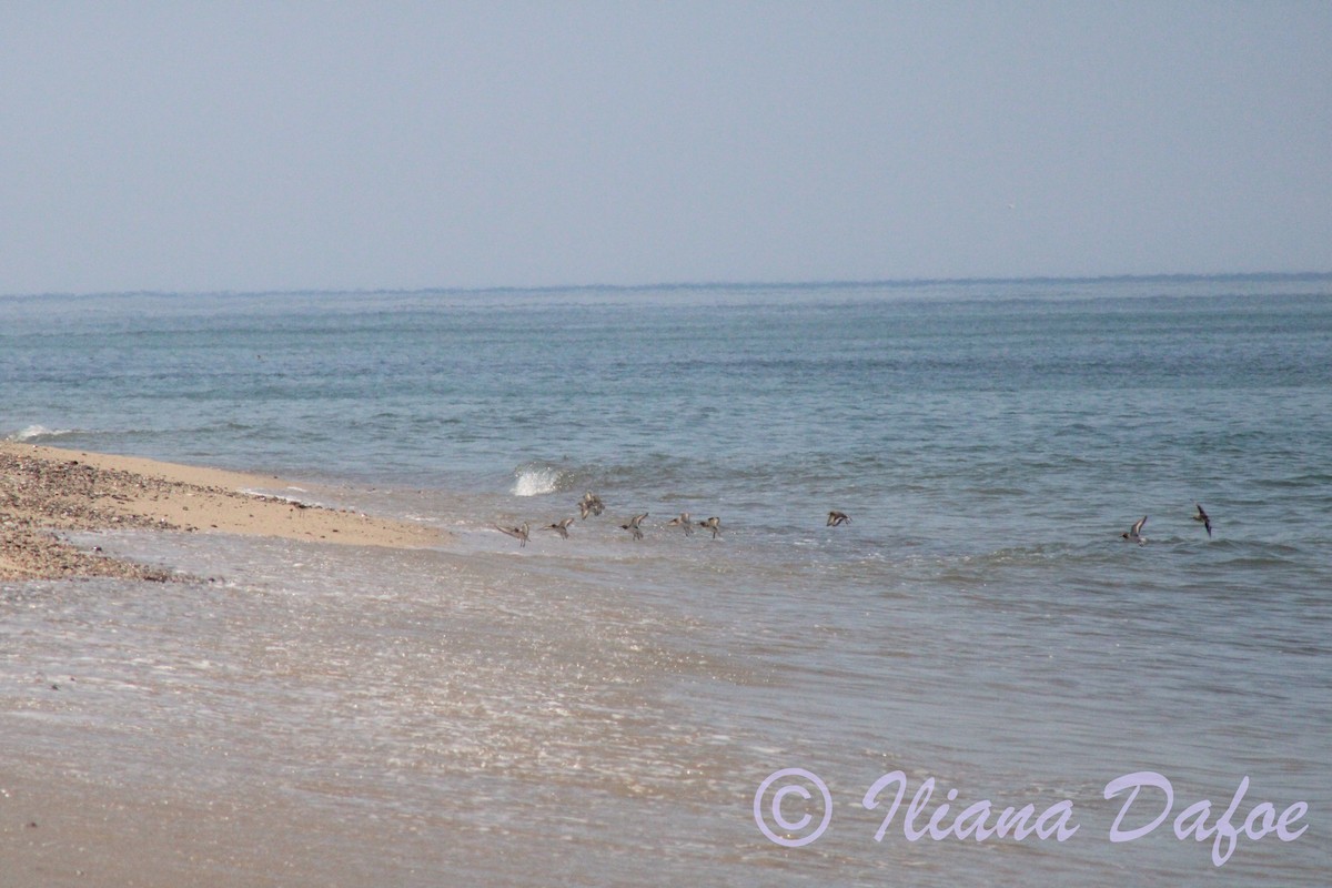 Sanderling - ML639127539