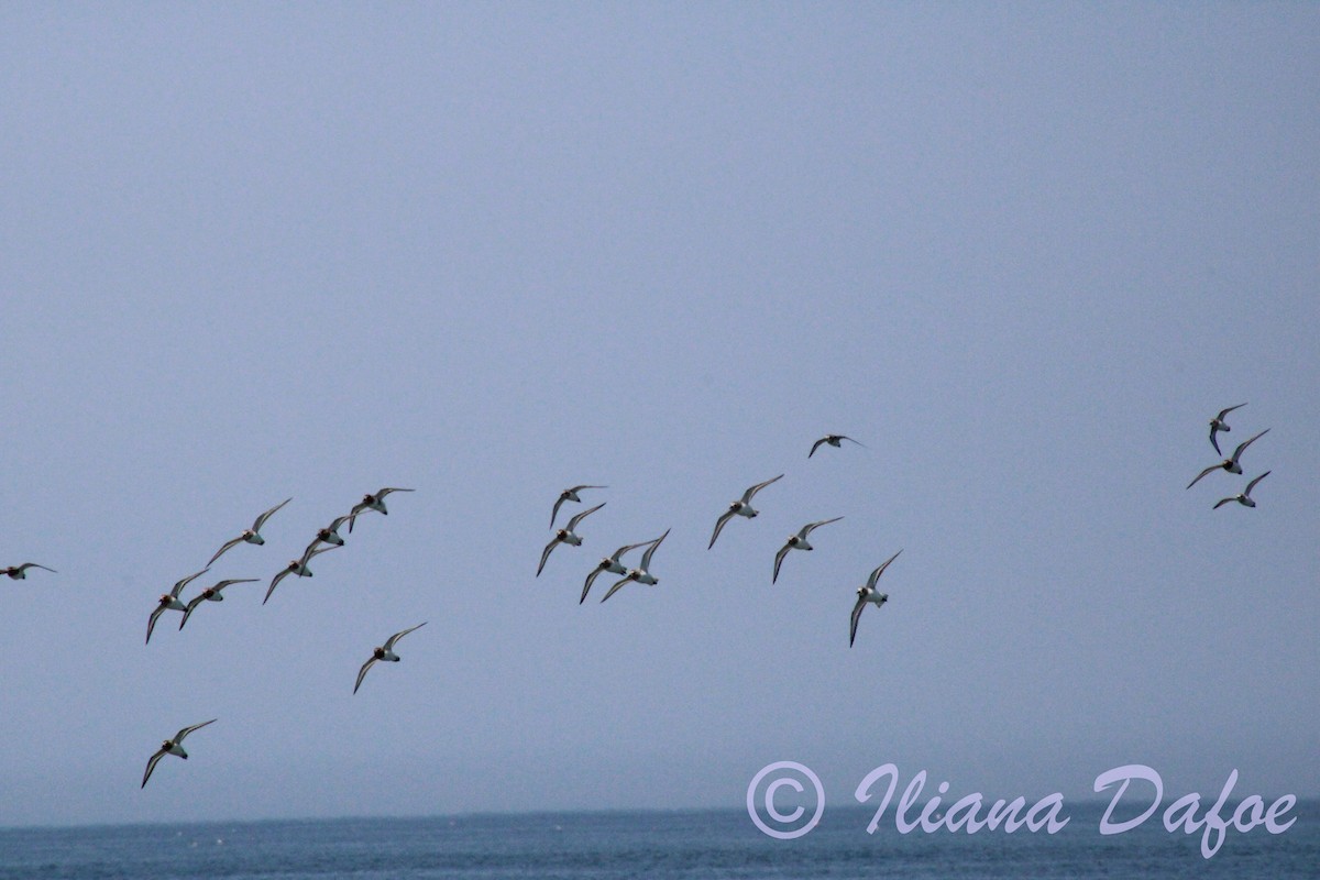 Sanderling - ML639127540