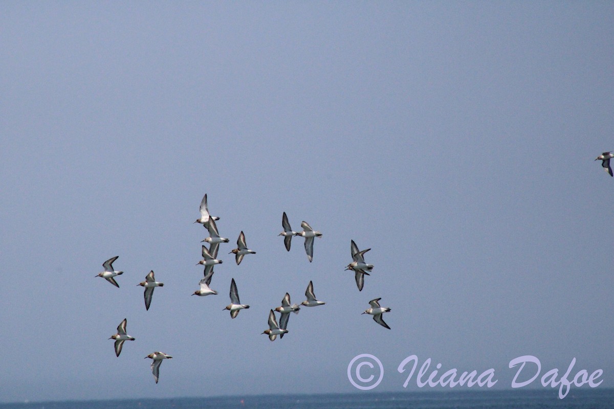 Sanderling - ML639127541