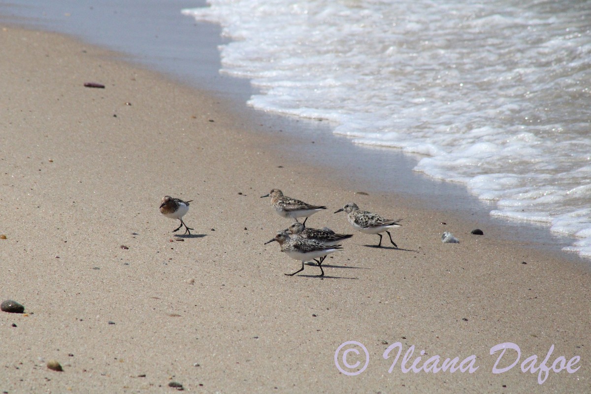 Sanderling - ML639127543