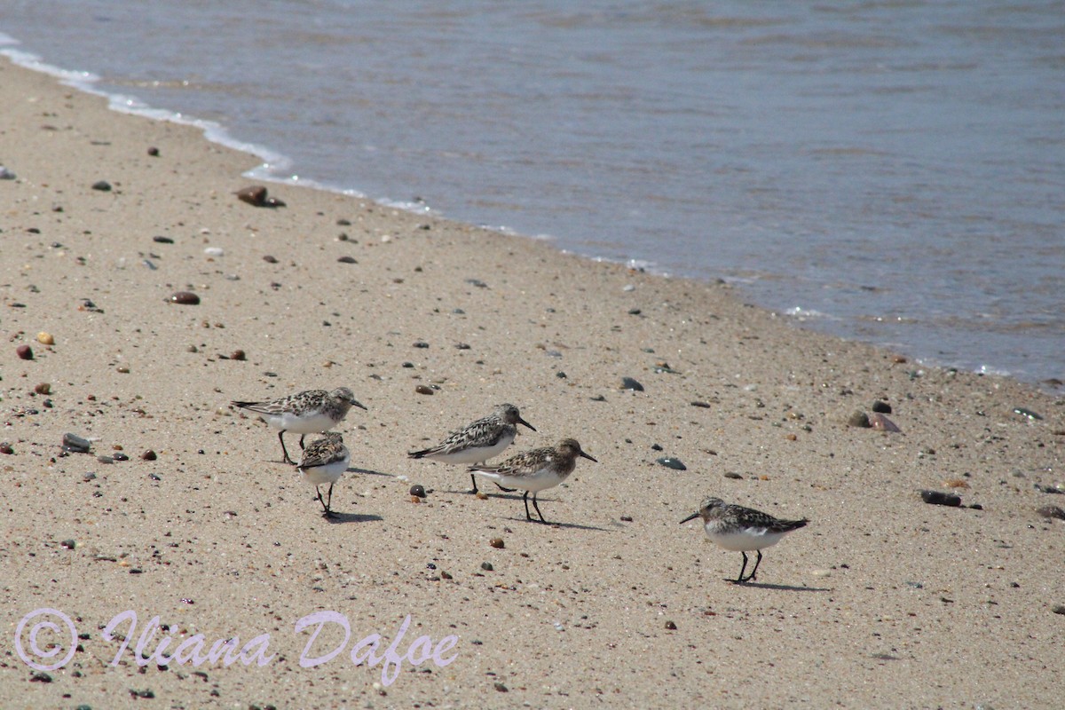 Sanderling - ML639127548