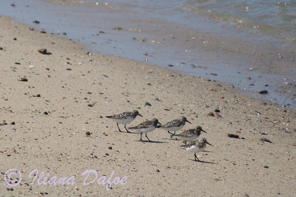 Sanderling - ML639127549