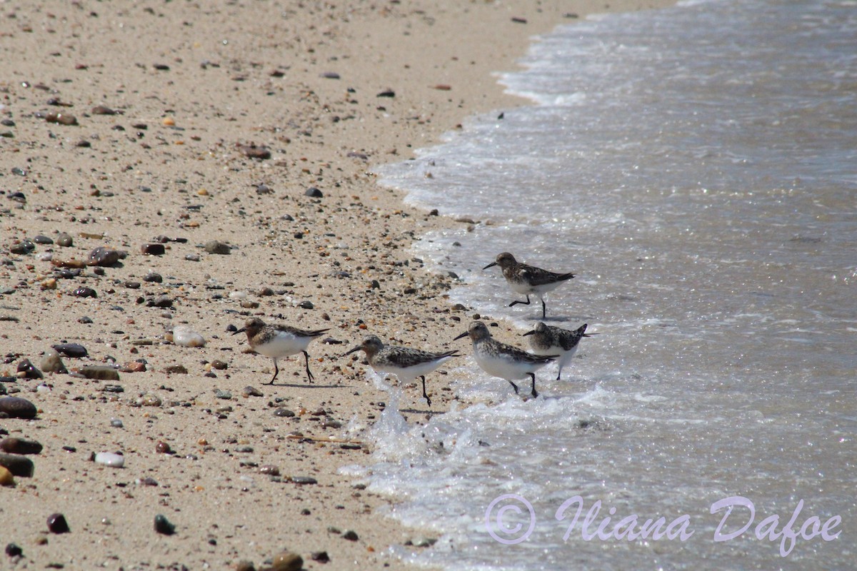 Sanderling - ML639127550