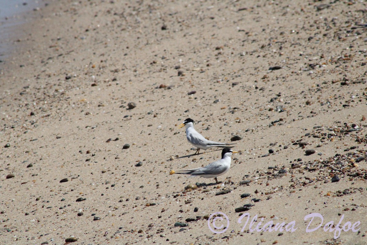 Least Tern - ML639127591