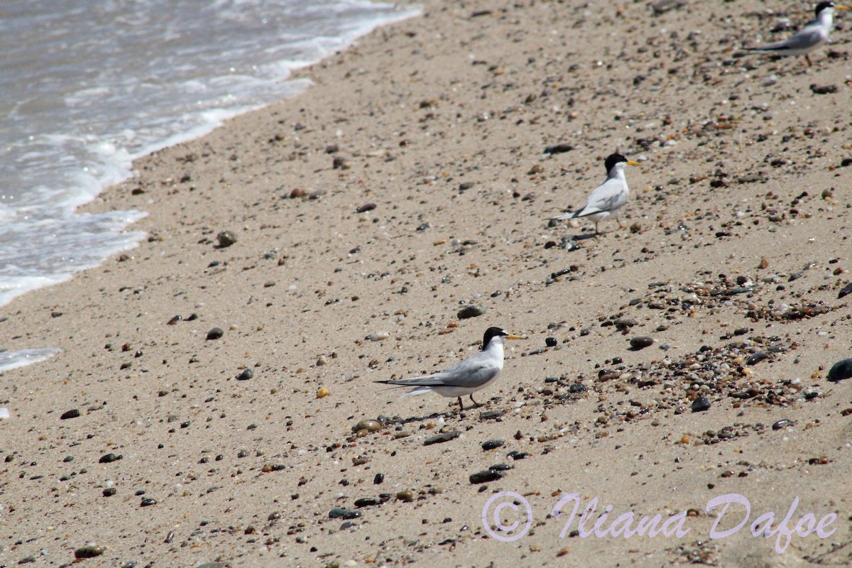 Least Tern - ML639127592