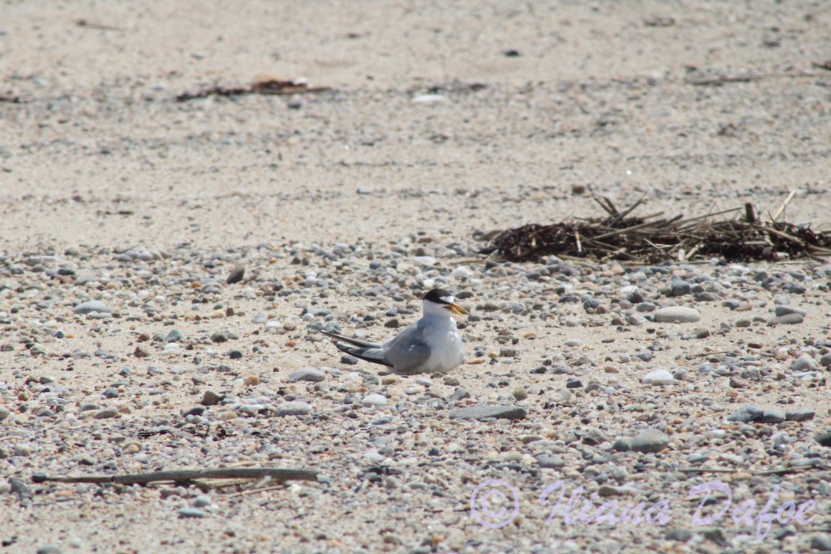 Least Tern - ML639127593