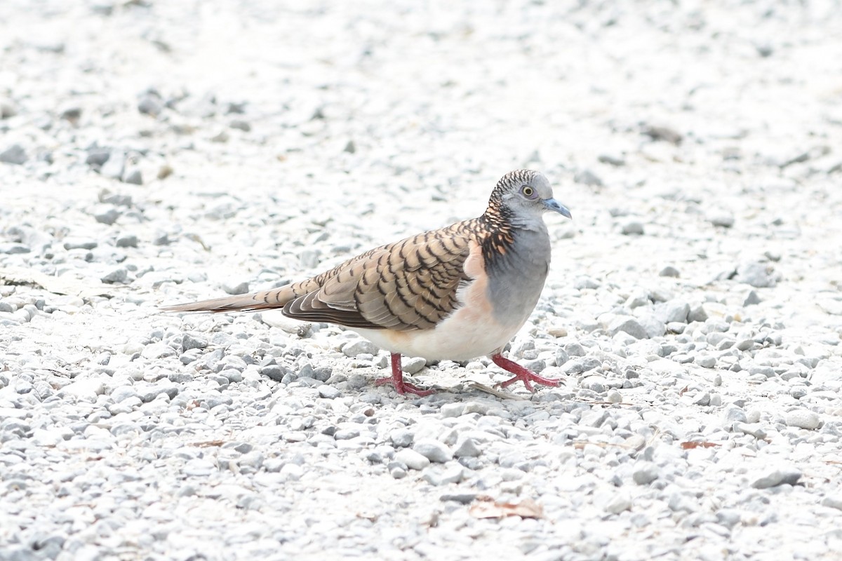 Bar-shouldered Dove - ML639127598