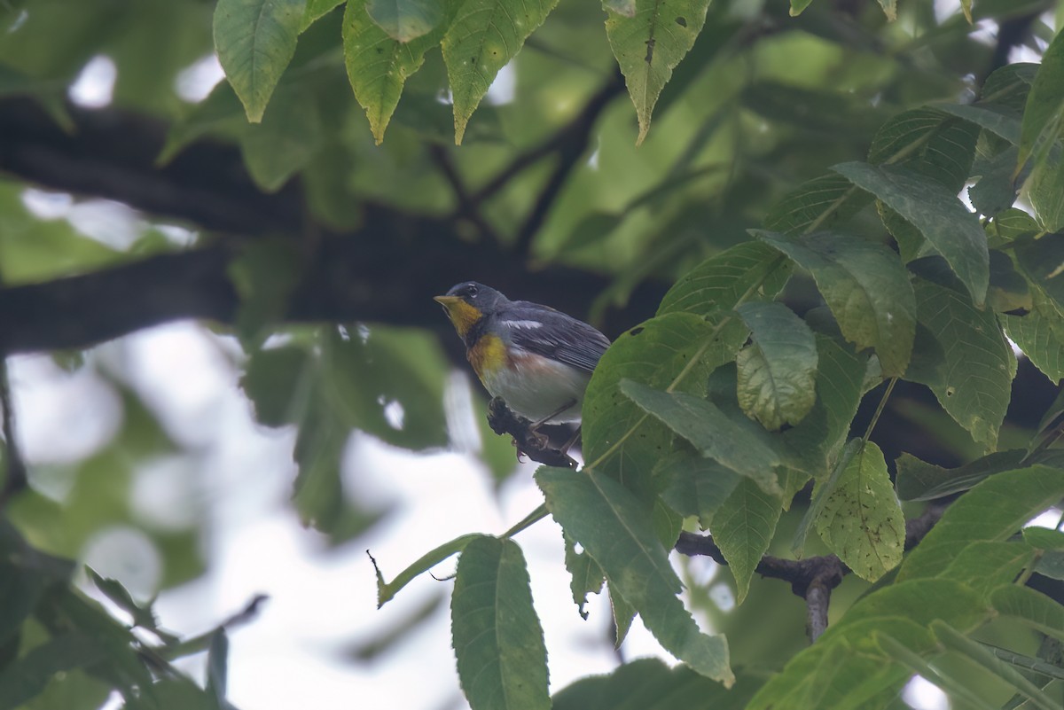Kuzeyli Parula - ML639127600