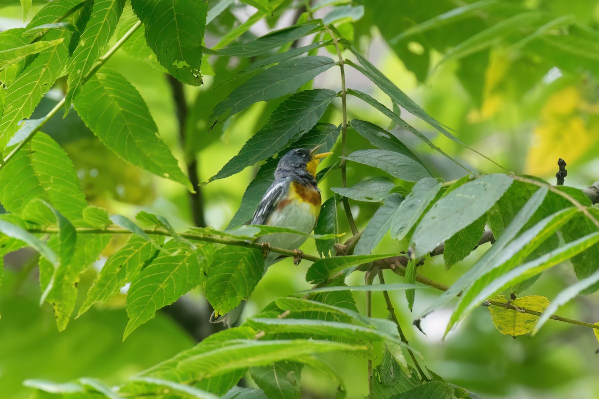 Kuzeyli Parula - ML639127601