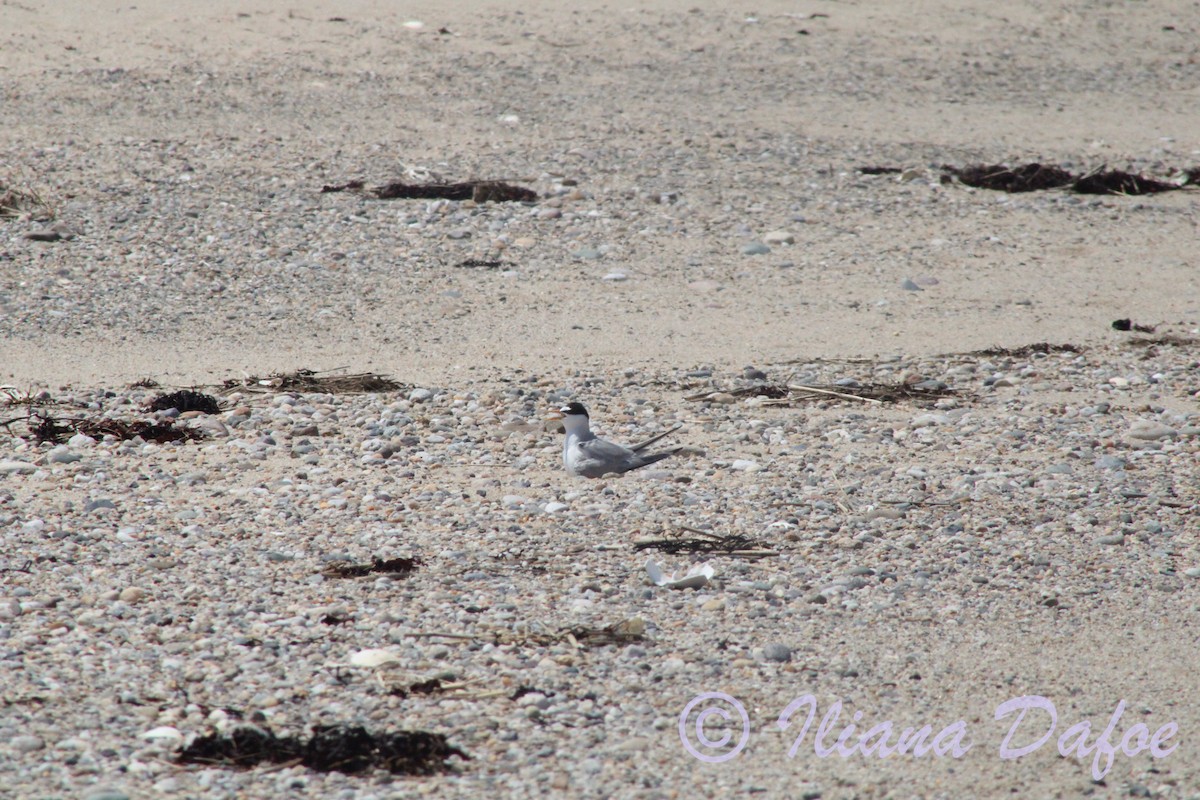Least Tern - ML639127607