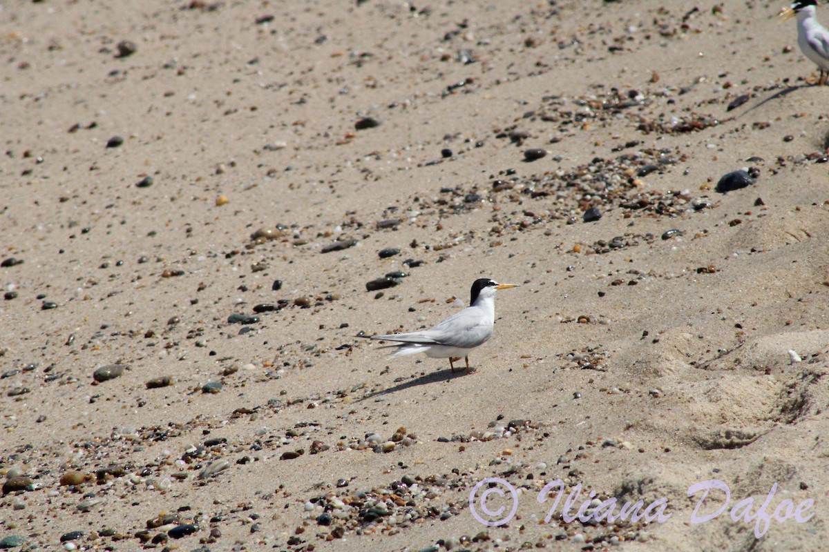 Least Tern - ML639127613