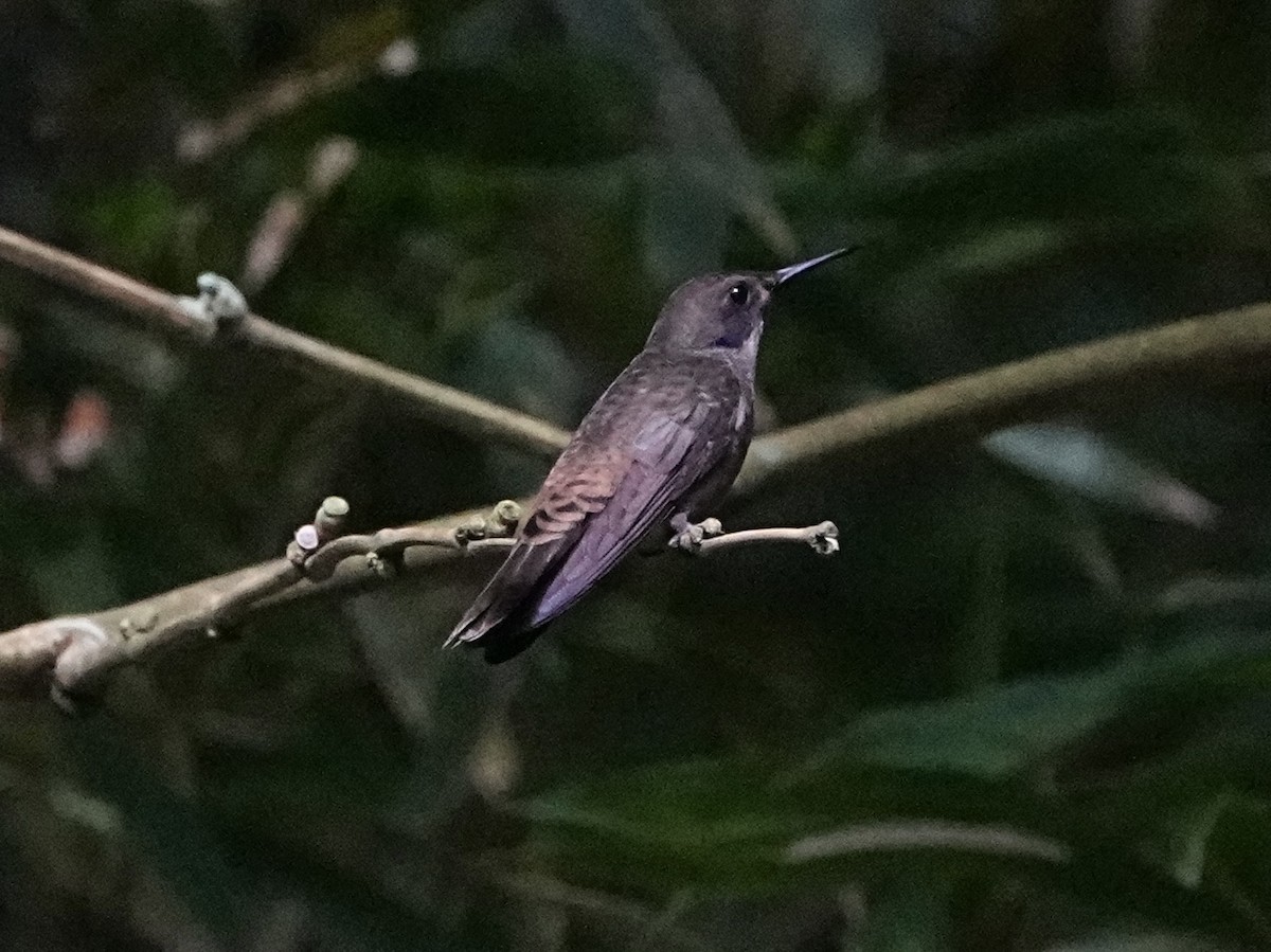 brunkolibri - ML639127659