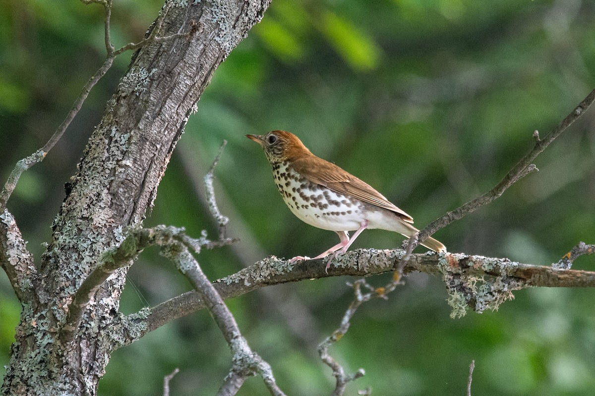 Wood Thrush - ML639127672