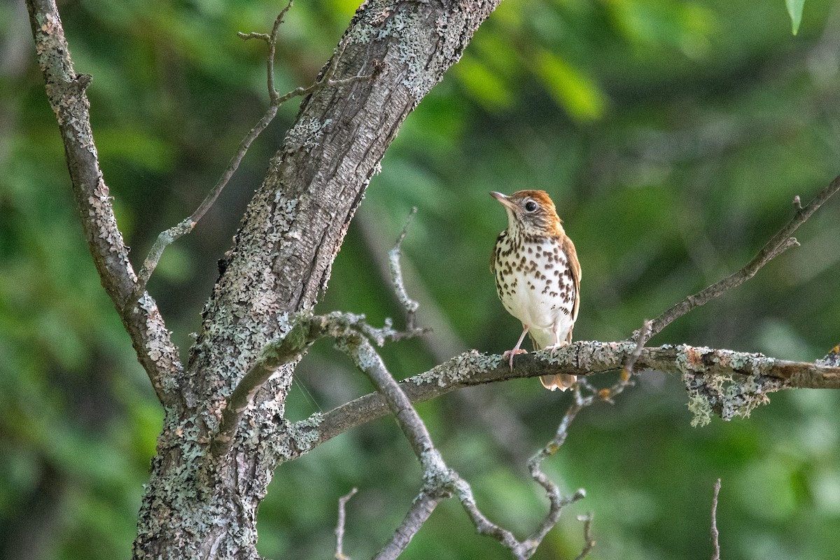 Wood Thrush - ML639127673