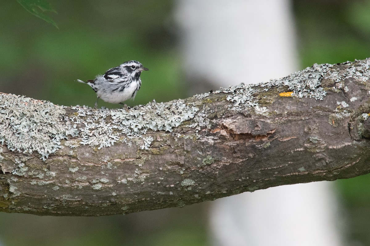 Black-and-white Warbler - ML639127691