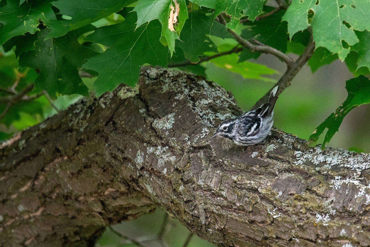 Black-and-white Warbler - ML639127692