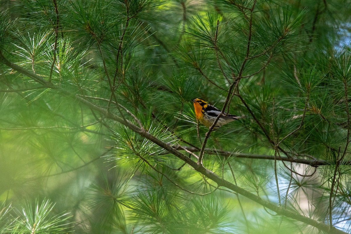 Blackburnian Warbler - ML639127698