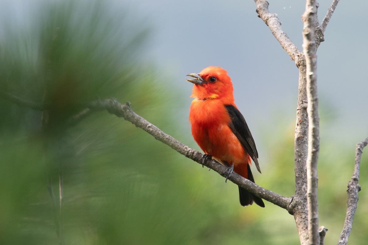 Scarlet Tanager - ML639127708