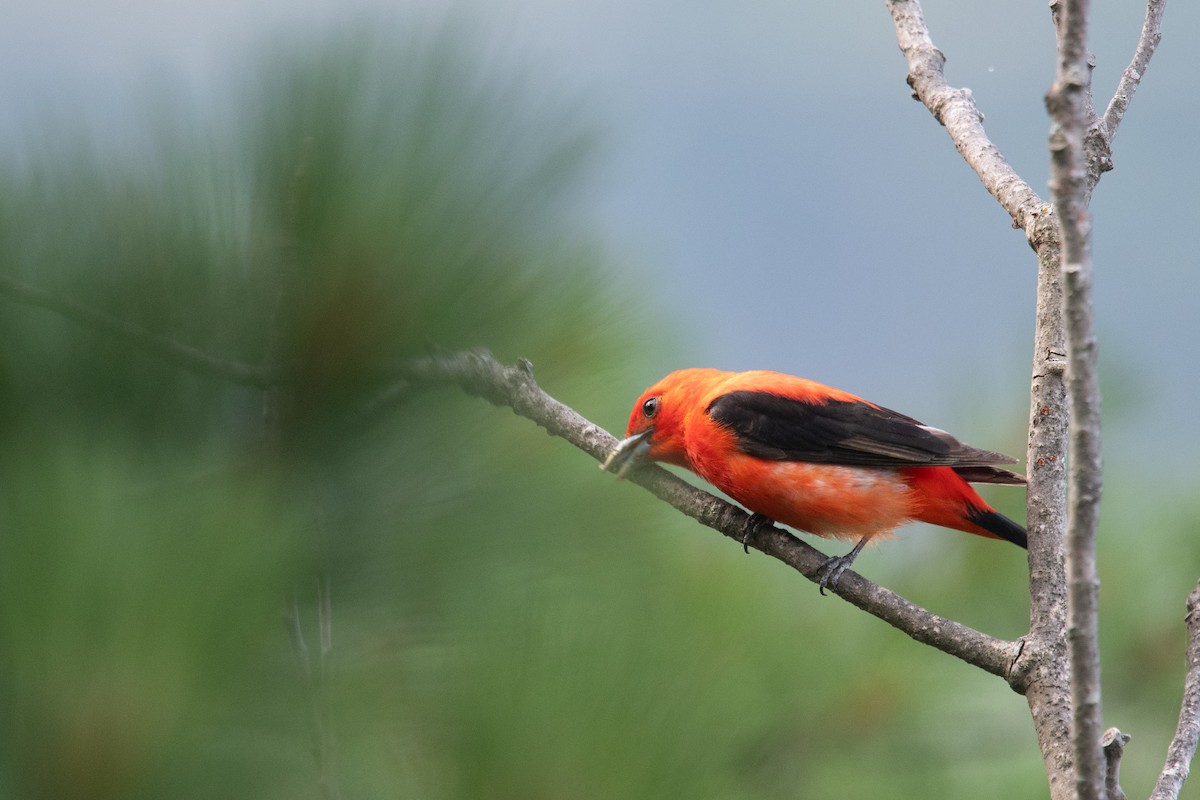 Scarlet Tanager - ML639127709
