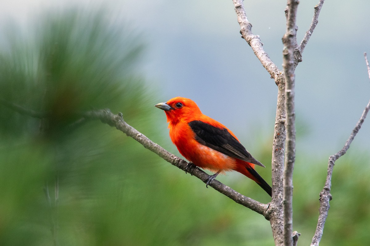 Scarlet Tanager - ML639127710