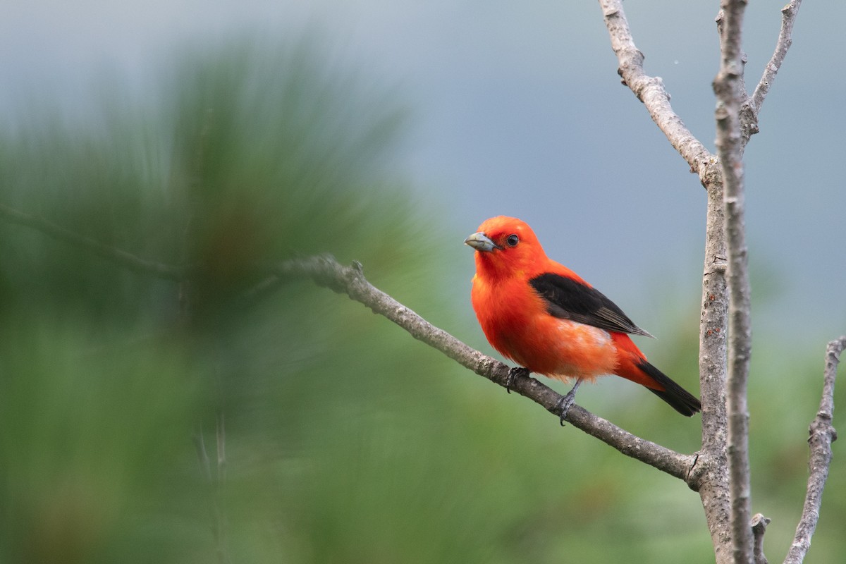Scarlet Tanager - ML639127711