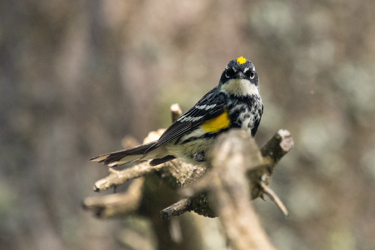 Yellow-rumped Warbler - ML639127717