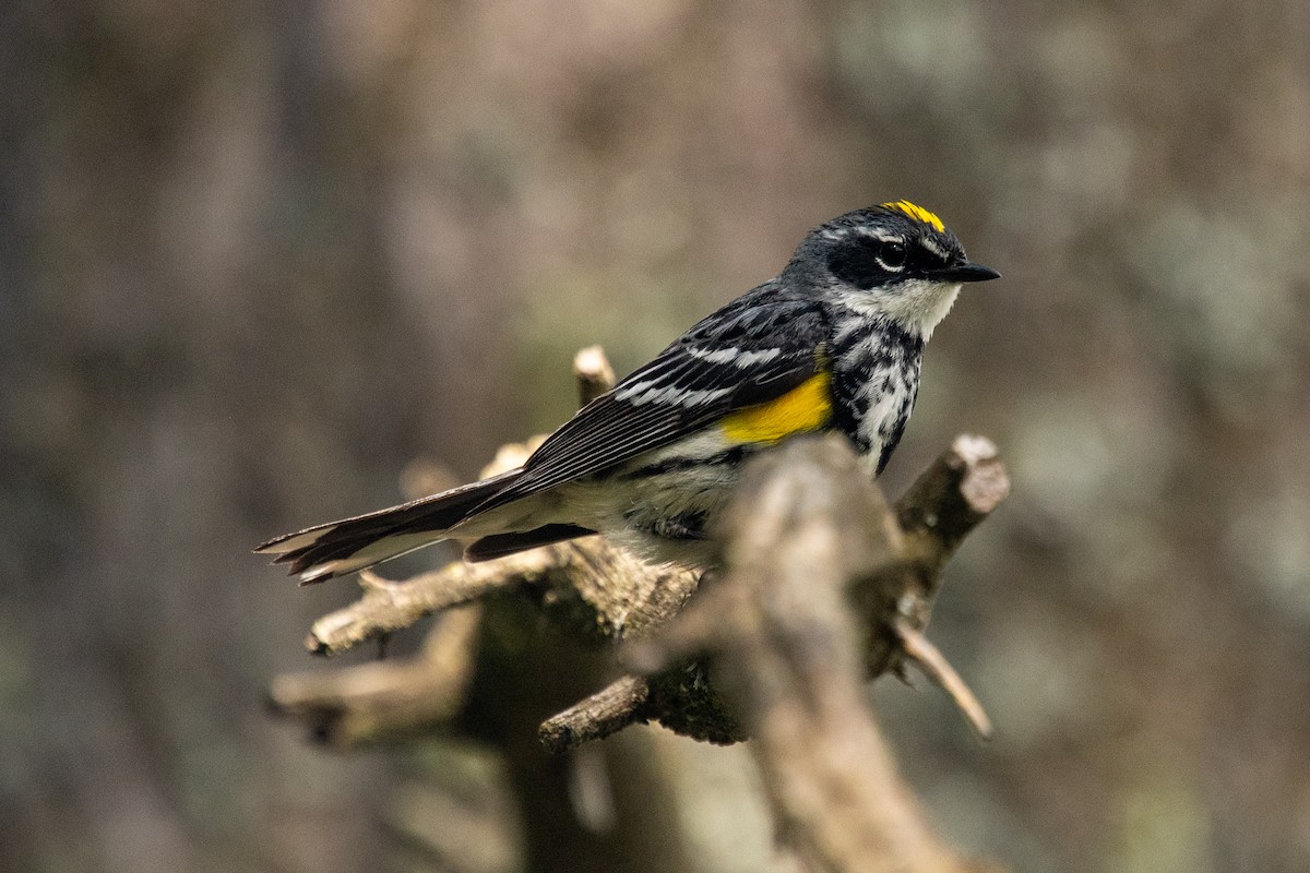 Yellow-rumped Warbler - ML639127718