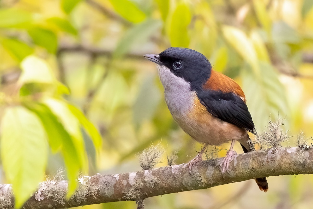 Black-headed Shrike-Babbler - ML639127759