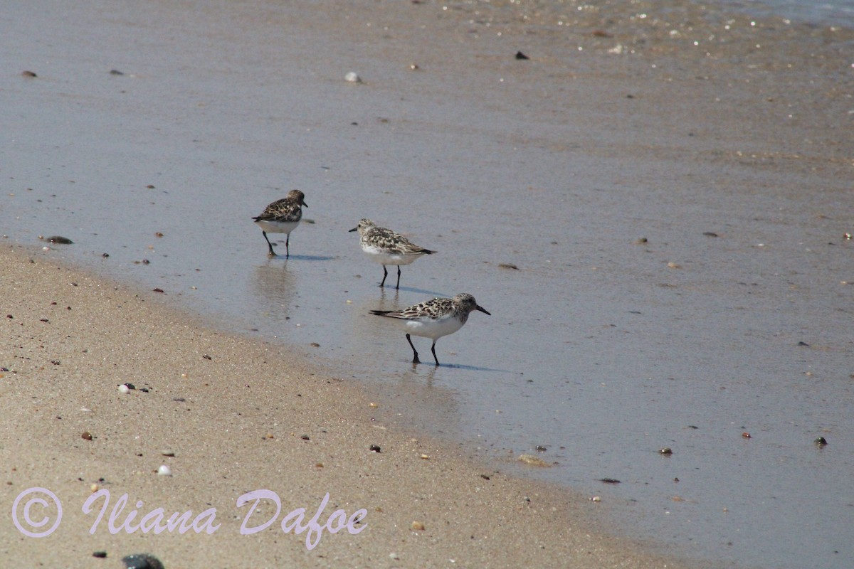 Sanderling - ML639127774