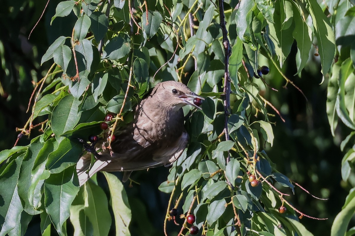 Arabazozo pikarta - ML639127809