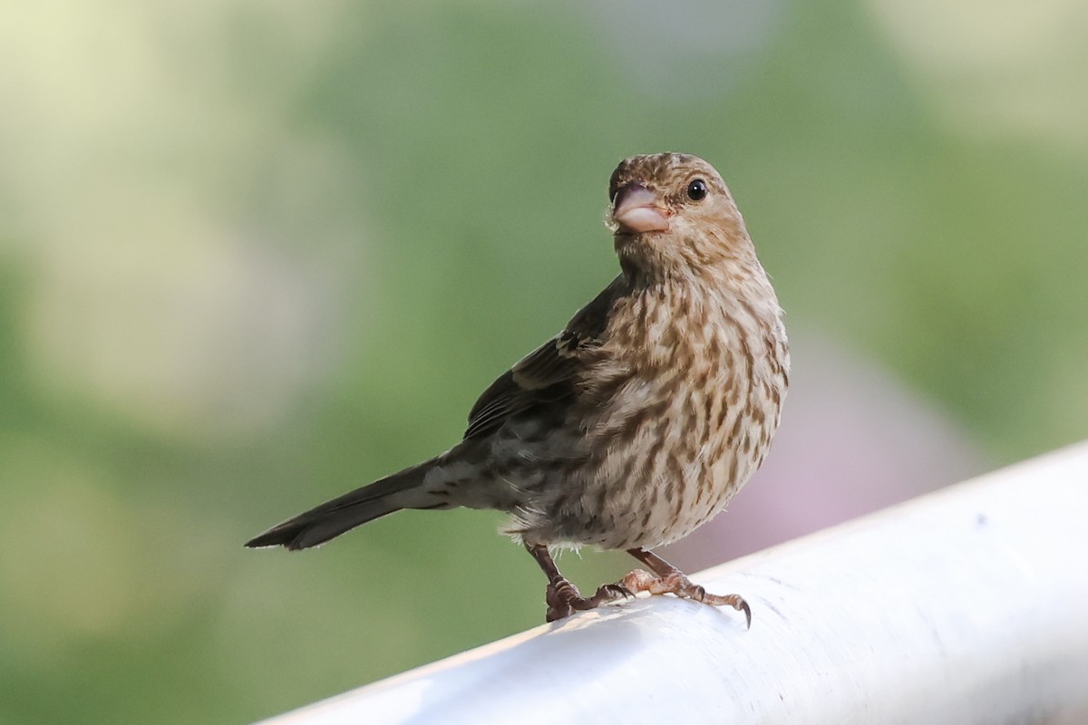 House Finch - ML639127825
