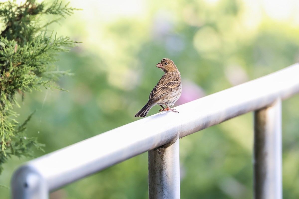 House Finch - ML639127827