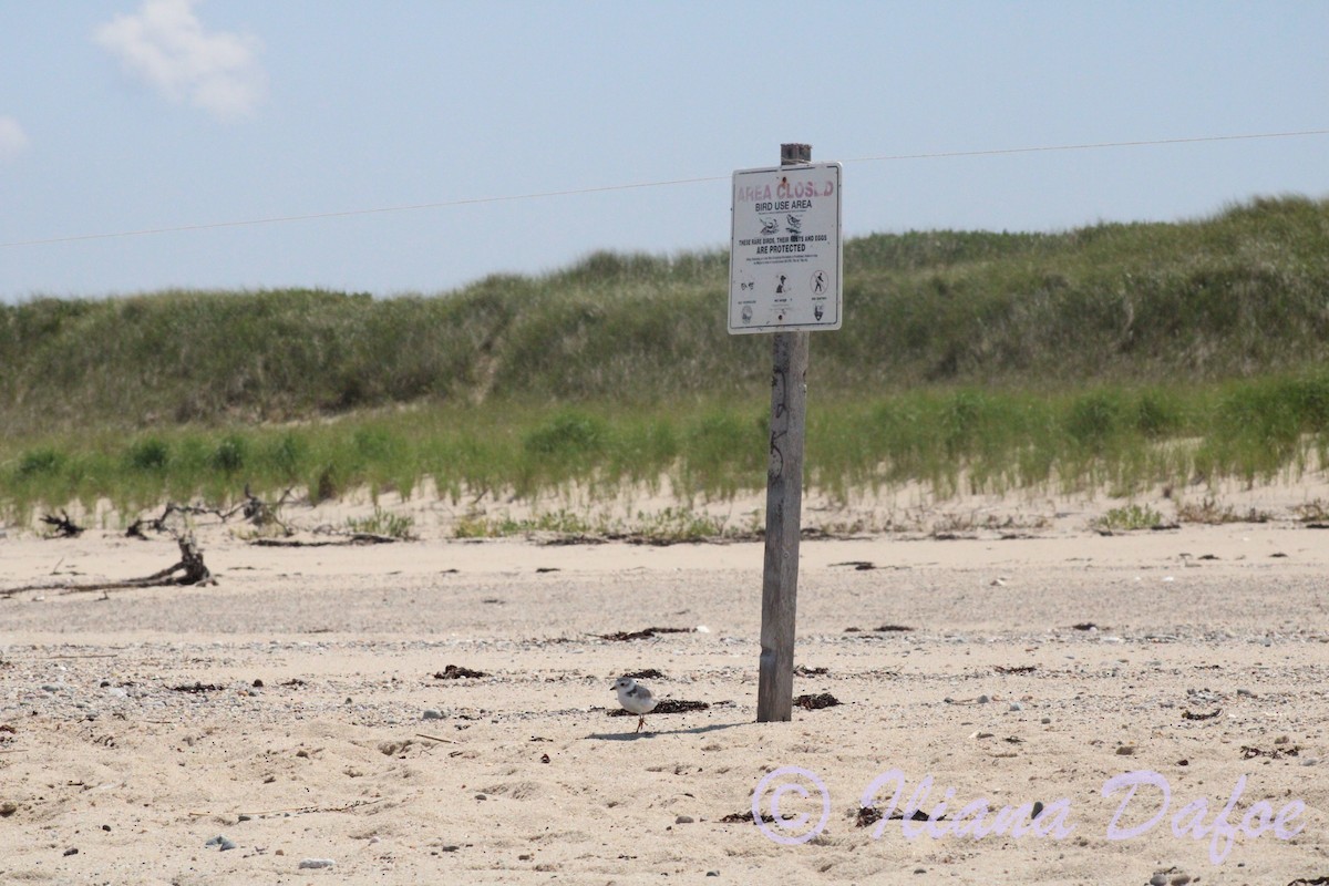 Piping Plover - ML639127829