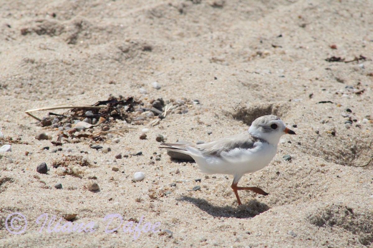 Piping Plover - ML639127837