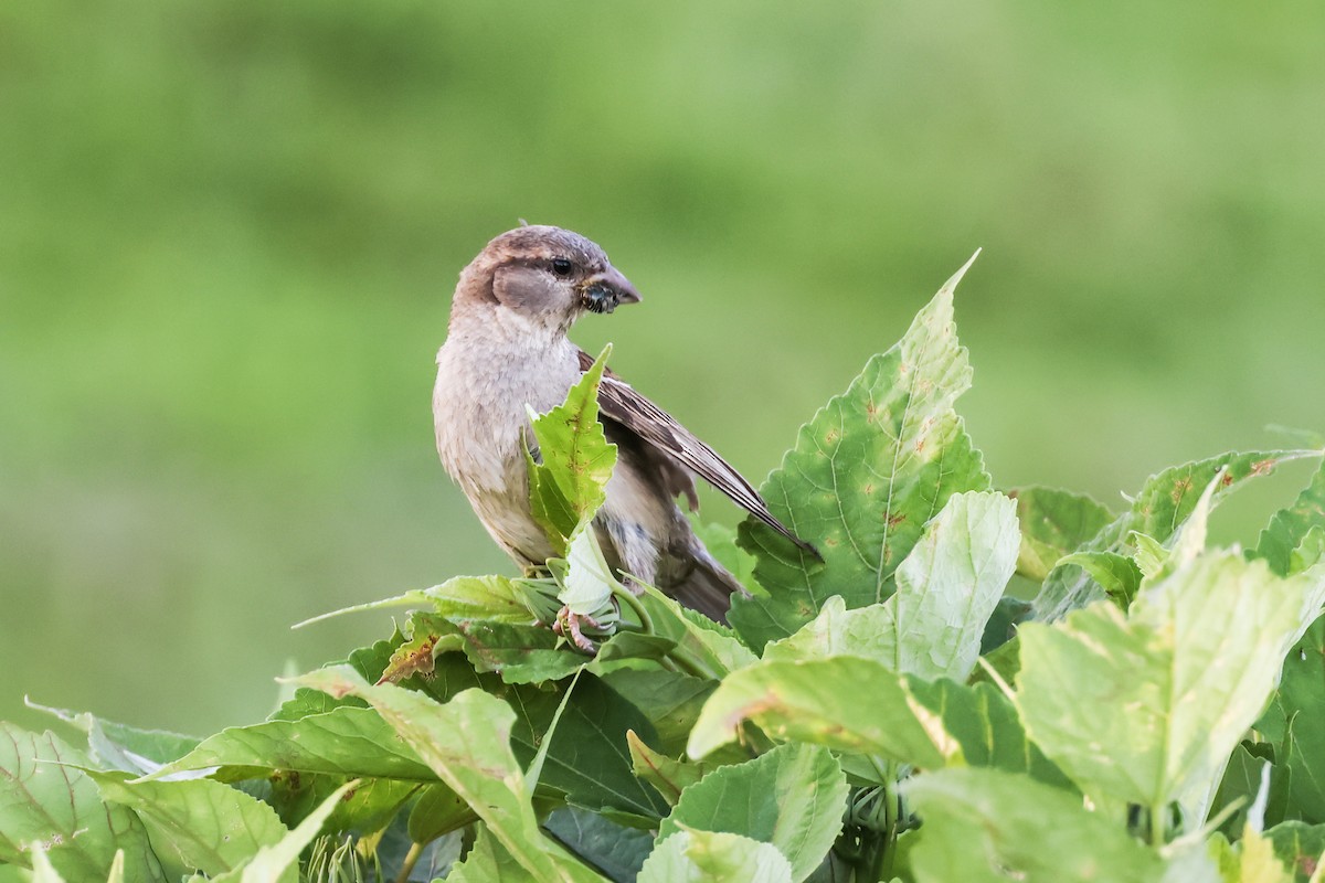 Оронгийн бор шувуу - ML639127838