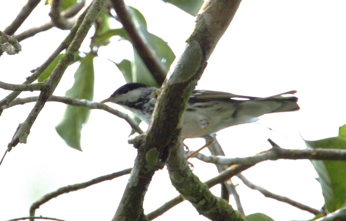 Blackpoll Warbler - ML639127841
