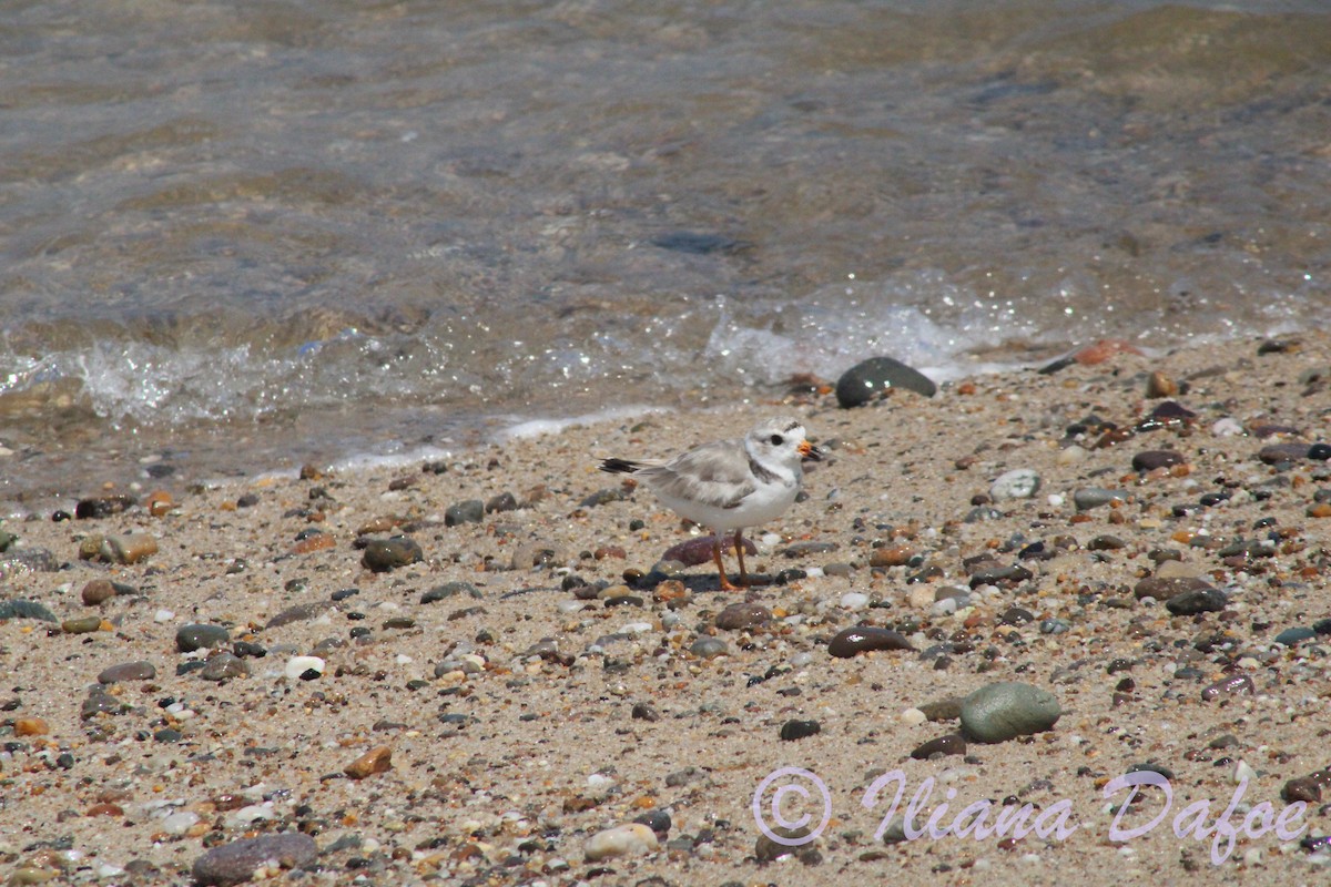 Piping Plover - ML639127846