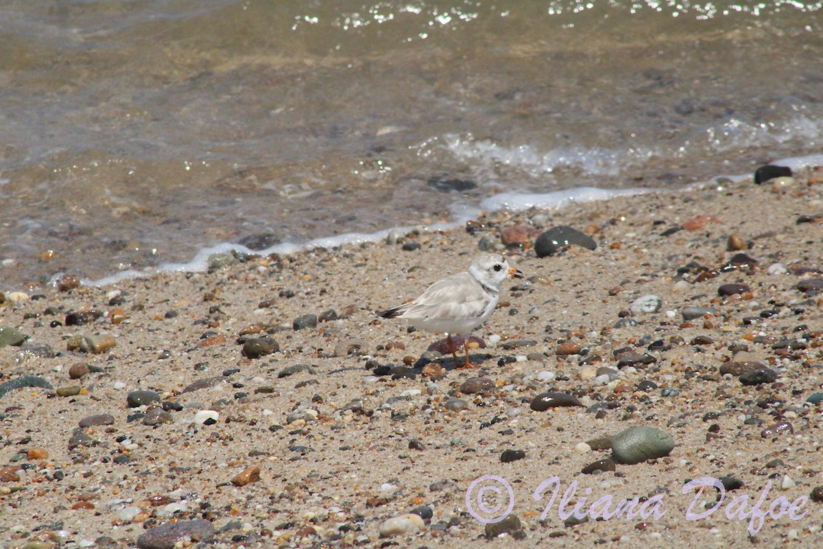 Piping Plover - ML639127848
