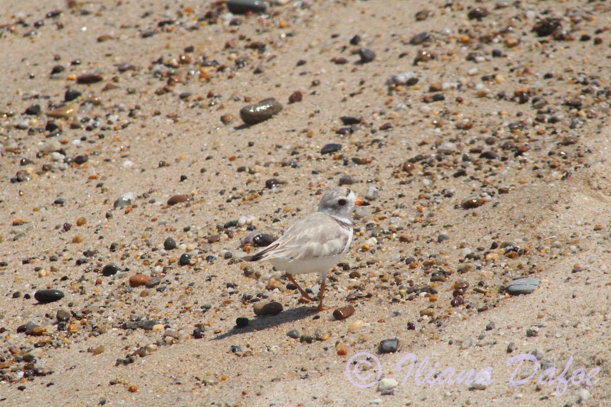 Piping Plover - ML639127859