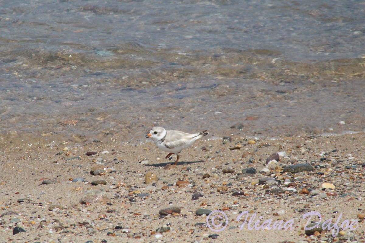 Piping Plover - ML639127890