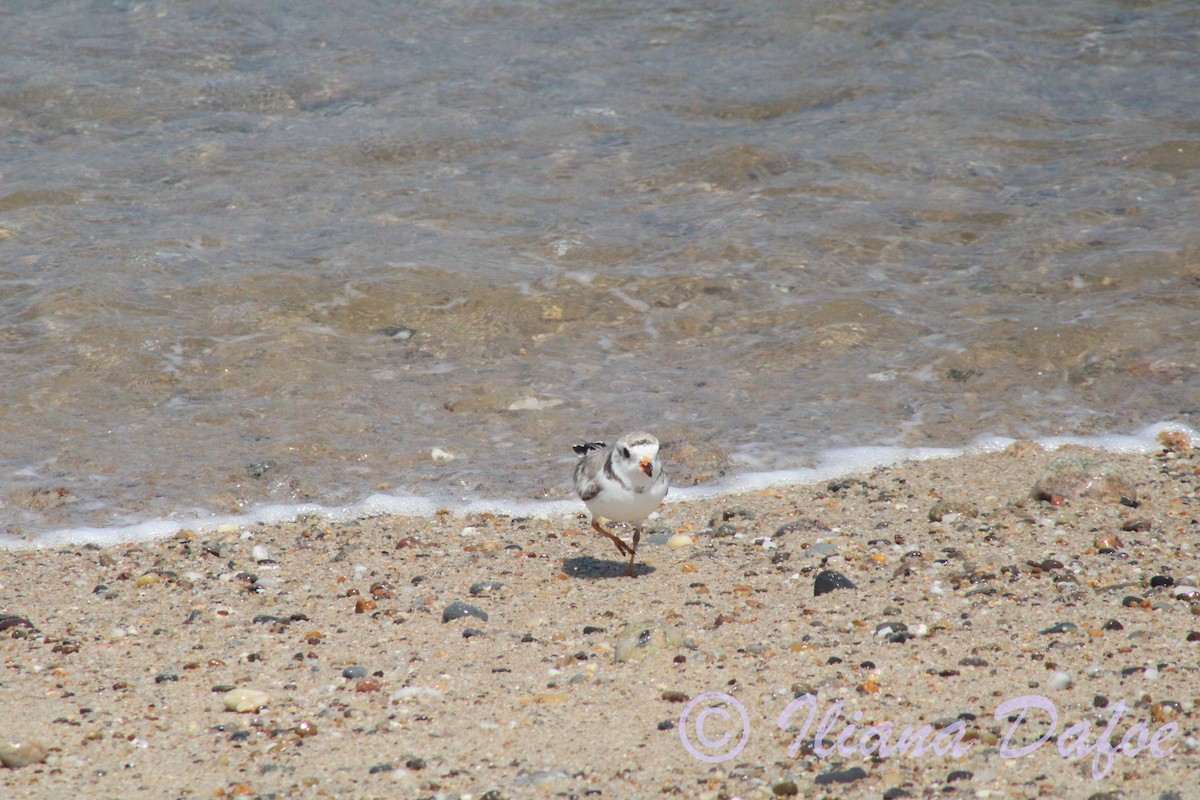 Piping Plover - ML639127907